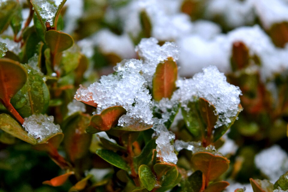 Free stock photo of first snow, snow, winter
