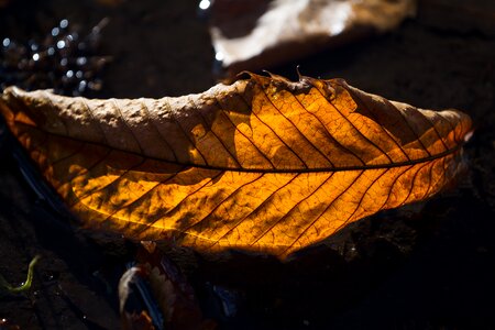 Free stock photo of nature, shadow, sunshine
