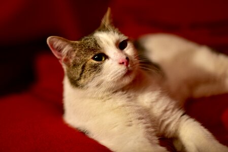 Free stock photo of cat