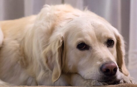 Free stock photo of nature dog photo