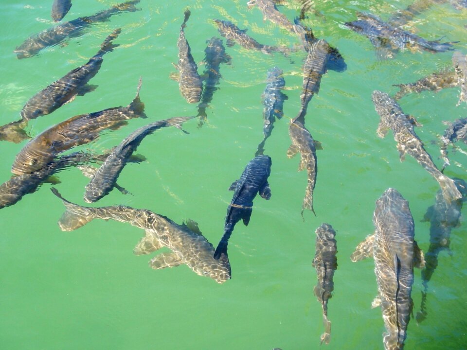 Free stock photo of detail, fish, koi photo