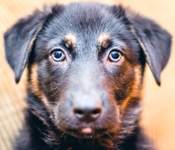 Free stock photo of aww, cute, dog