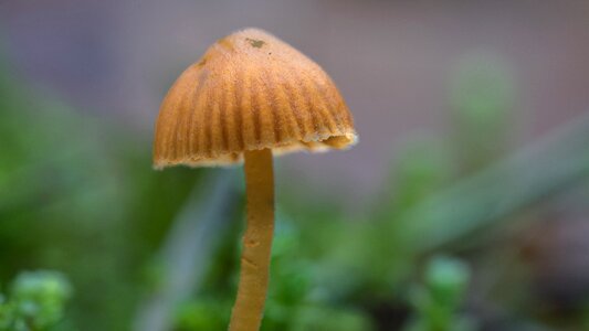 Free stock photo of mushroom nature photo