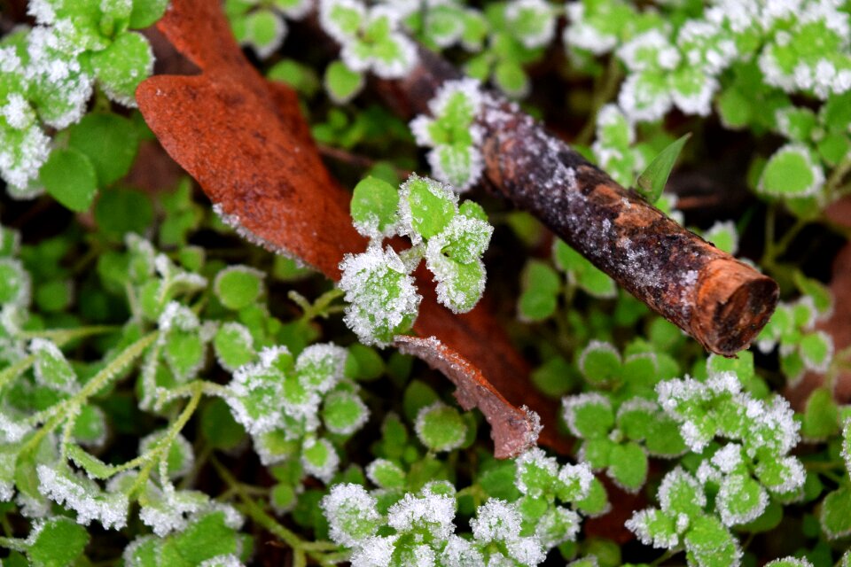 Free stock photo of frost, nature
