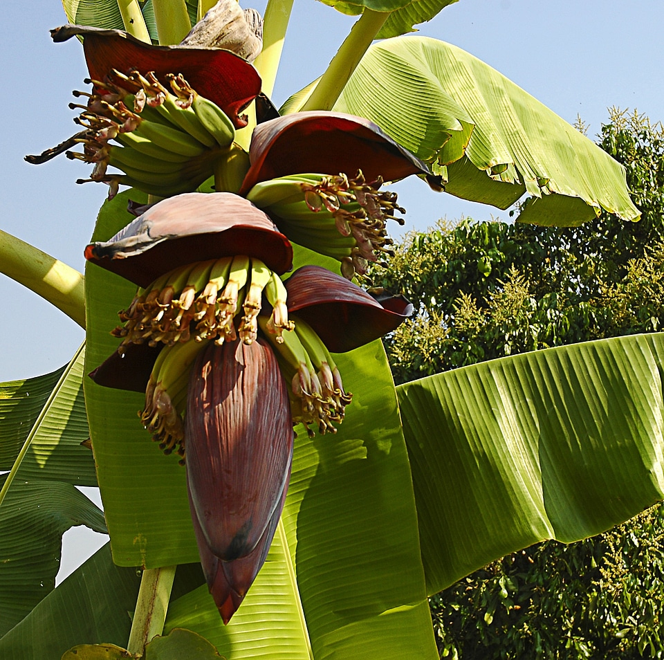 Small bananas shrub thailand