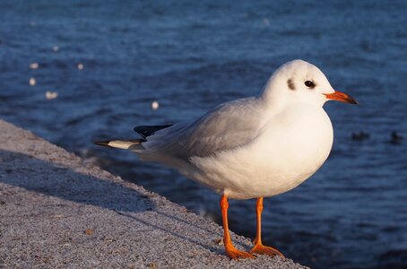 Free stock photo of sea, seagull photo