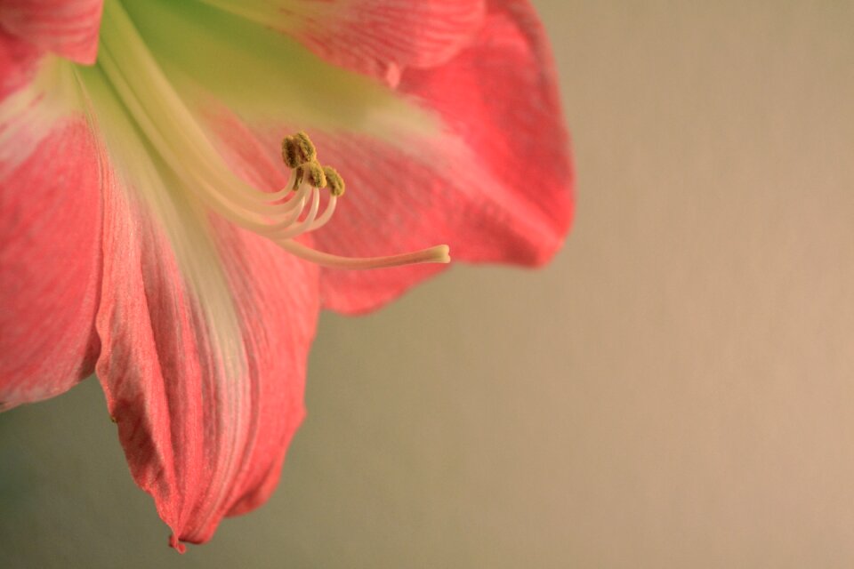 Free stock photo of flower, nature