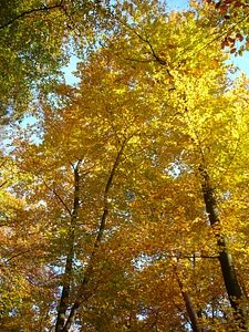 Emerge leaves maple