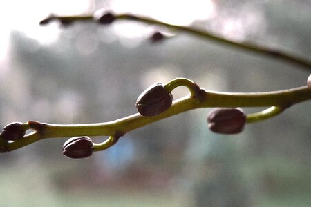 Free stock photo of bloom, bud, nature