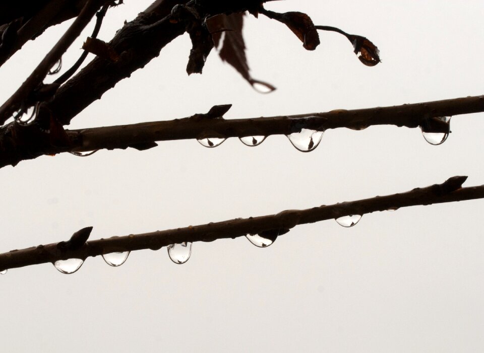 Free stock photo of drops, water