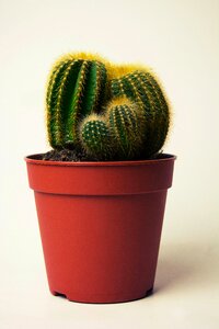 Free stock photo of cactus, plant photo