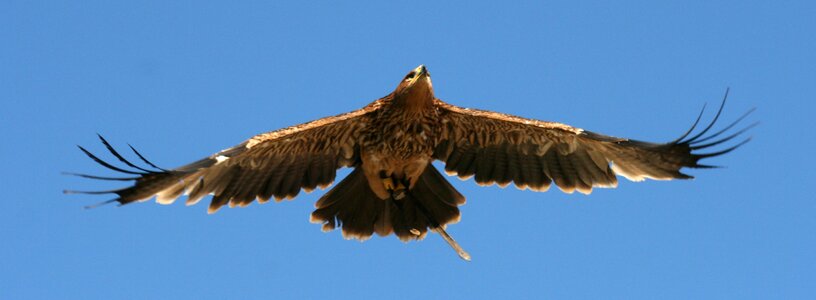 Free stock photo of bird prey, feathers, flight photo