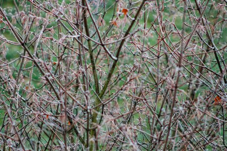 Free stock photo of branches, frost, tree