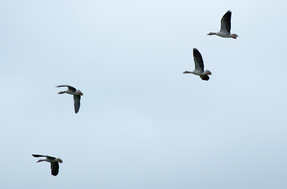 Flock of birds swarm flying
