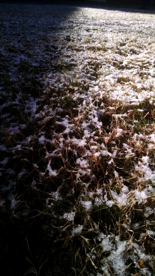 Free stock photo of grass, shadow, snow