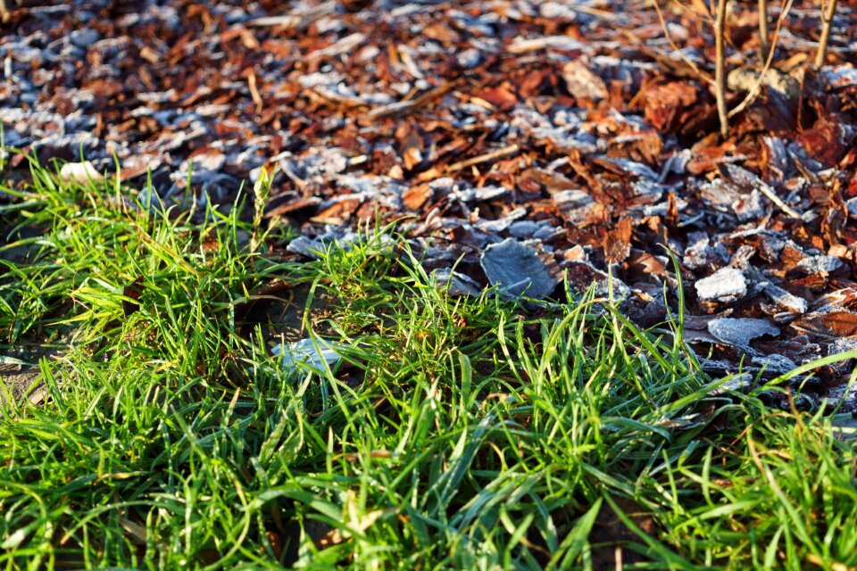 Free stock photo of frost, grass, ground