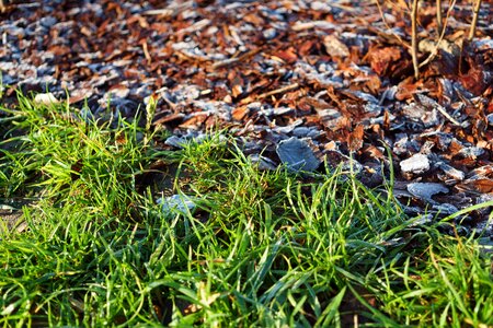 Free stock photo of frost, grass, ground