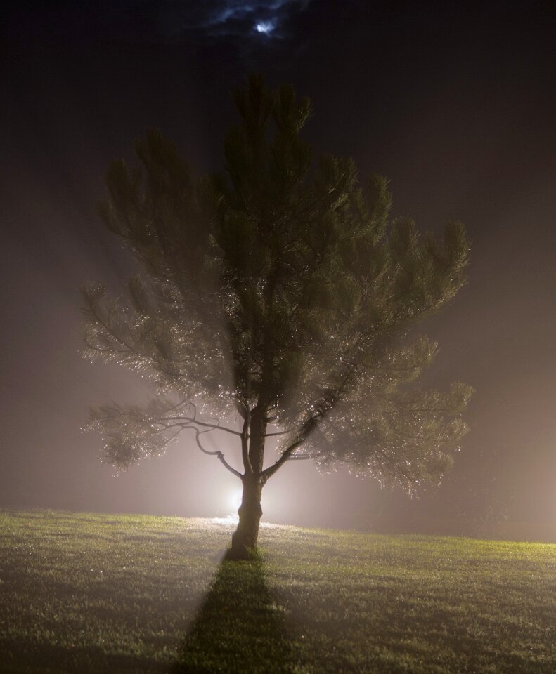 Free stock photo of nature pine-night, night