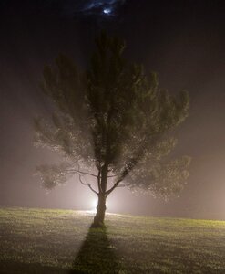 Free stock photo of nature pine-night, night