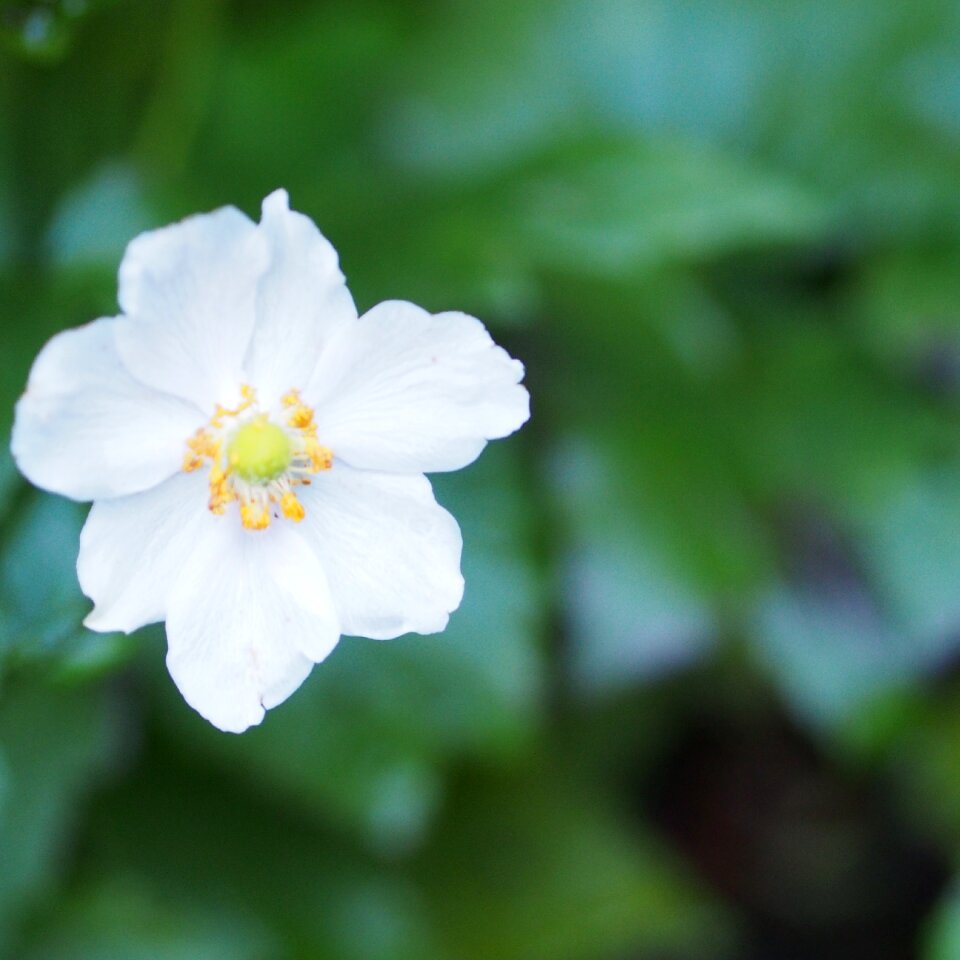 Free stock photo of flower, garden, theme minimalism