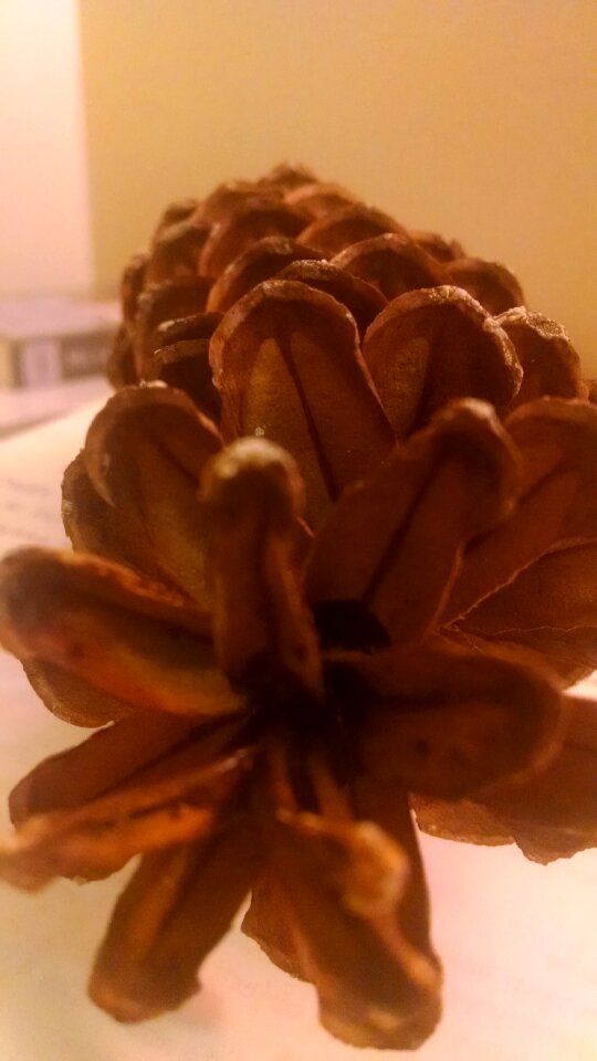 Free stock photo of nature, night, pinecone