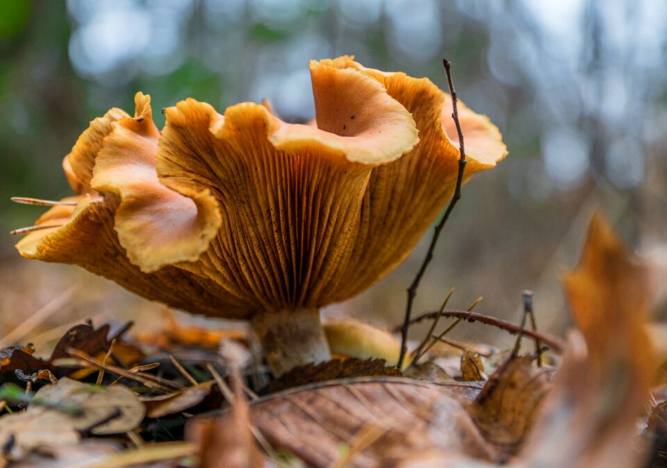 Free stock photo of mushroom nature