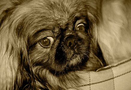 Free stock photo of animal, animals, dog