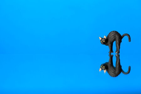 Free stock photo of black, blue, cat