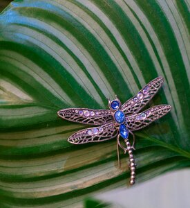 Free stock photo of nature dragonfly-insect-jewelery