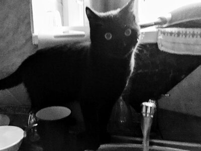 Free stock photo of black and-white, cat, filip