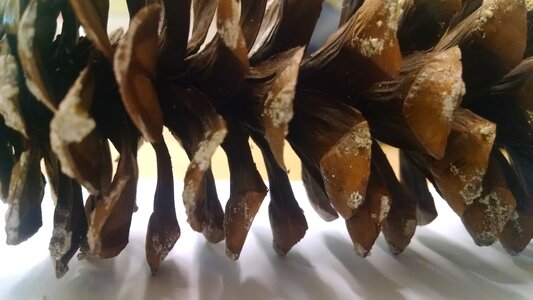 Free stock photo of nature, pinecone