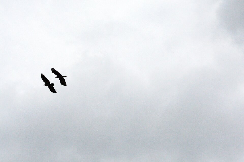 Free stock photo of black, cloudy, crow