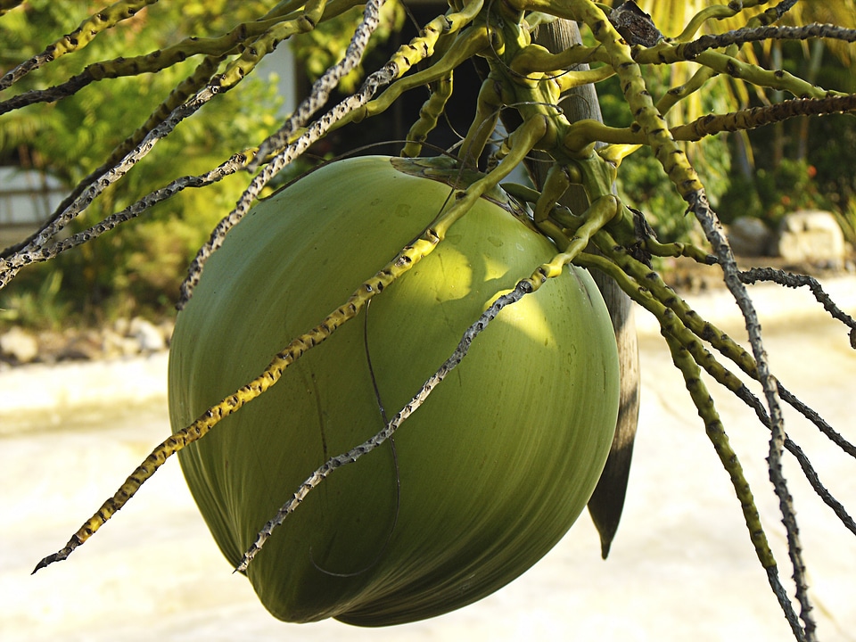 Coconut coconut tree close up
