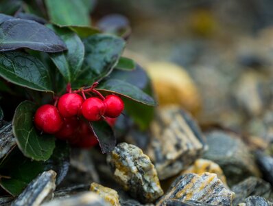 Free stock photo of red fruits-nature
