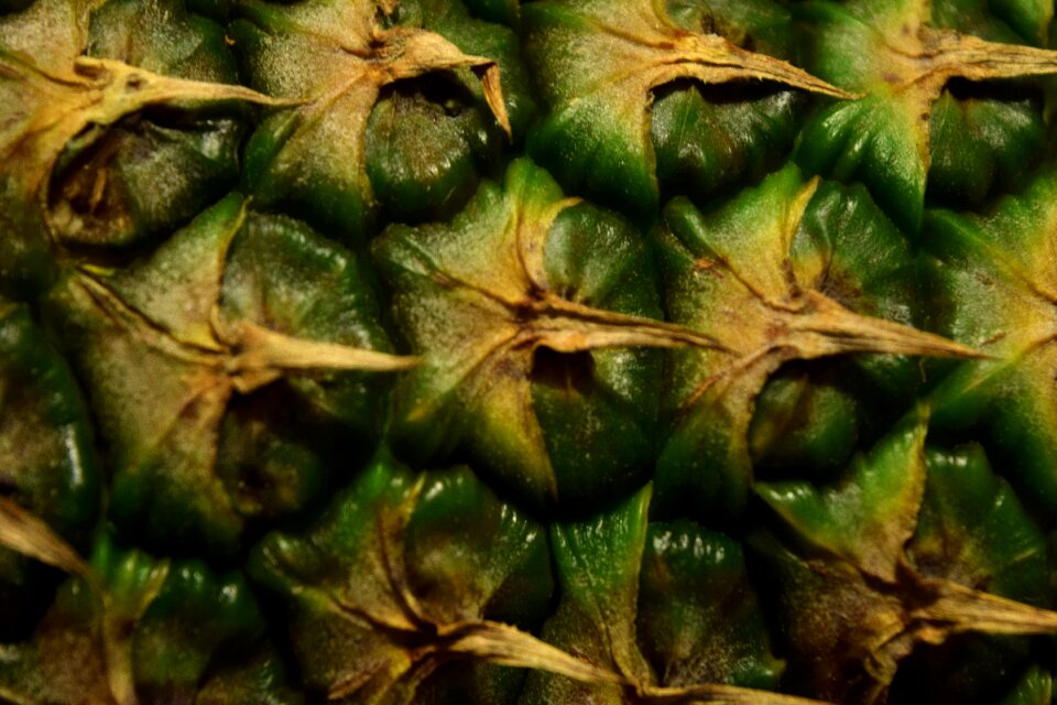 Free stock photo of ananas, fruit, green