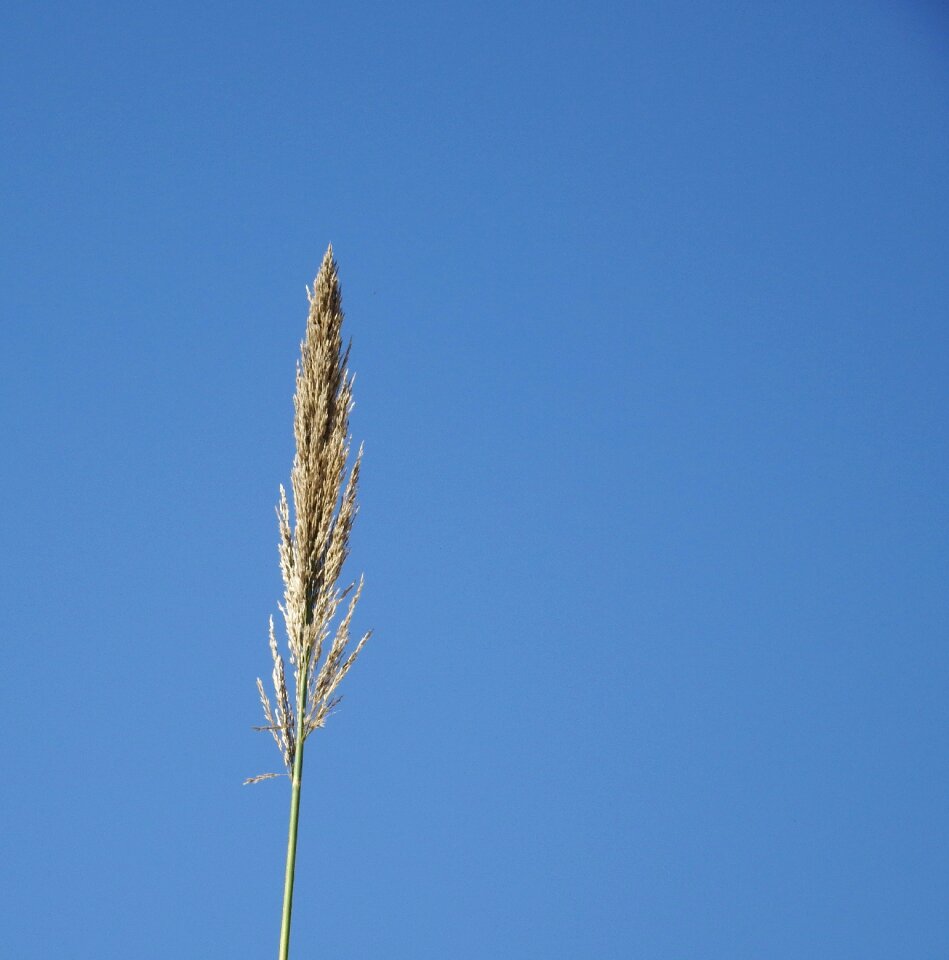 Free stock photo of blue, plant, reed