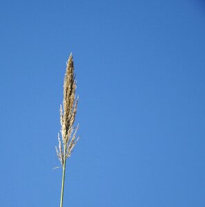 Free stock photo of blue, plant, reed photo