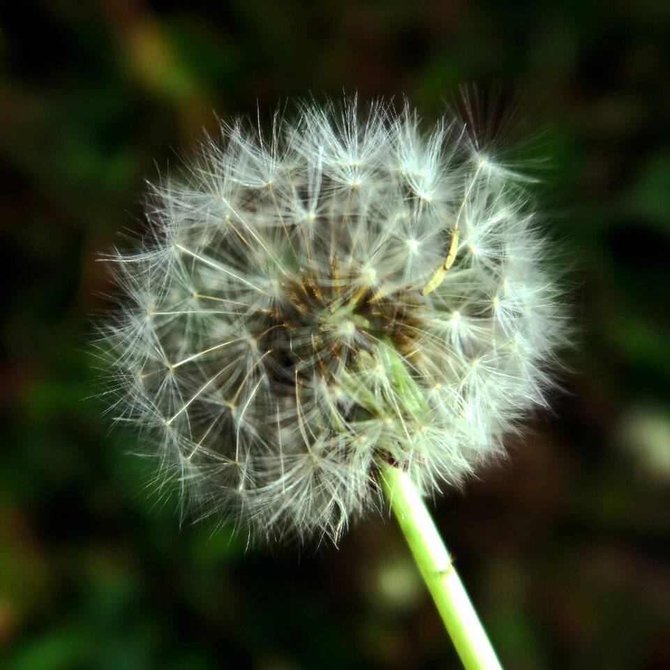 Free stock photo of flora, macro, seeds