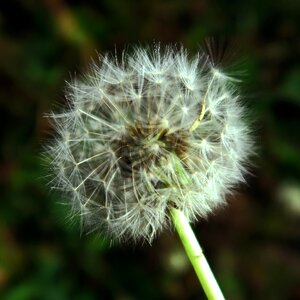 Free stock photo of flora, macro, seeds