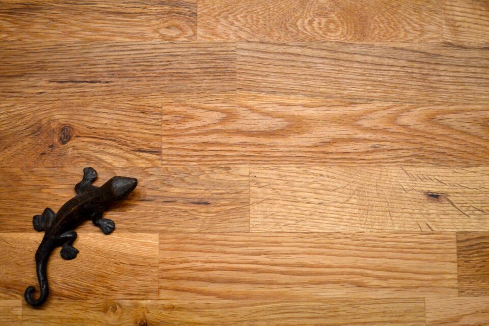 Free stock photo of lizard, theme minimalism, wood