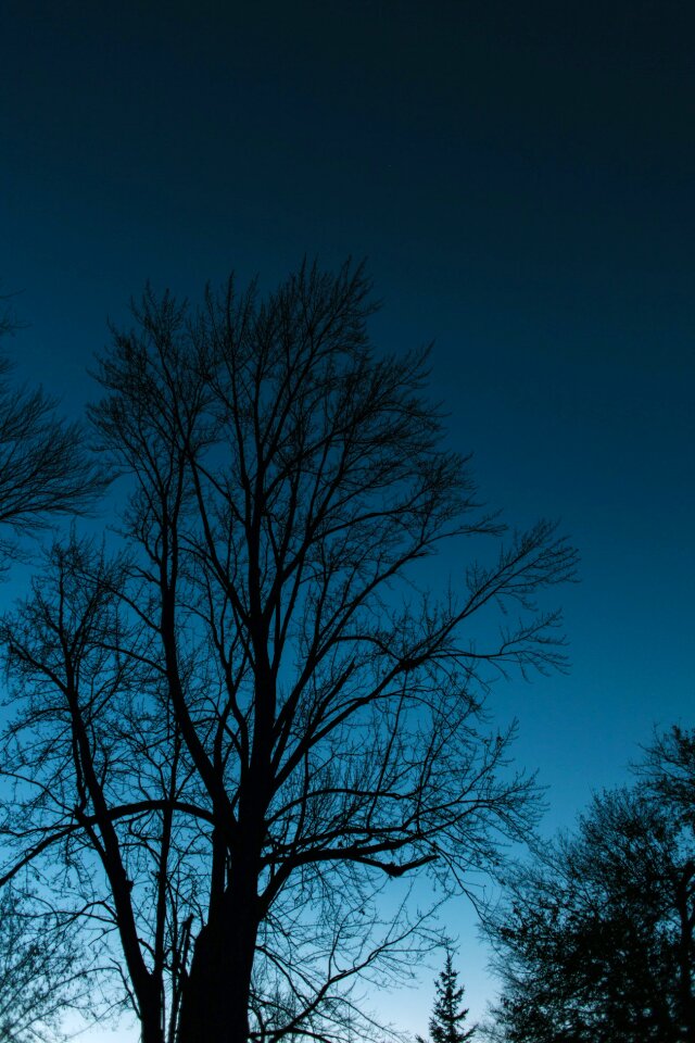 Free stock photo of branches, dark, night