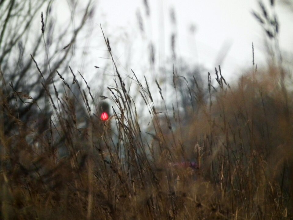 Free stock photo from Tookapic