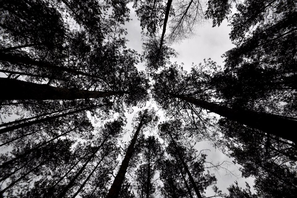 Free stock photo from Tookapic