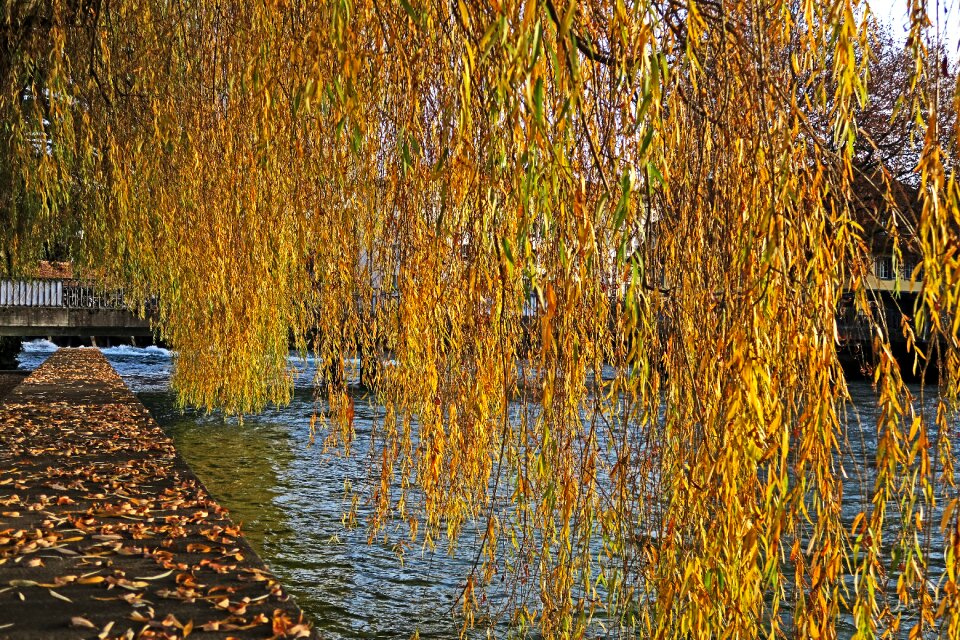 Free stock photo of landscape, theme colors, tree