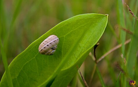 Macro Photo of Brown Snail on Green Leaf photo