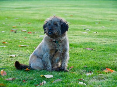 Free stock photo of dog, hector photo