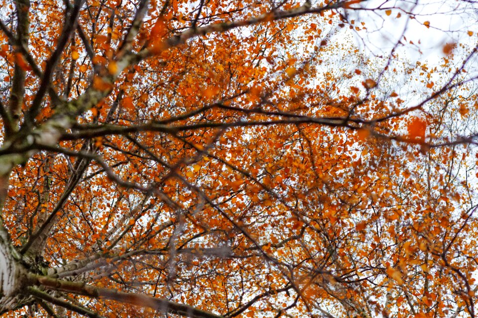 Free stock photo of orange, theme colors