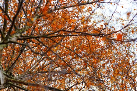 Free stock photo of orange, theme colors