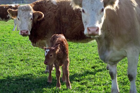 Free stock photo of animals, calf, cow