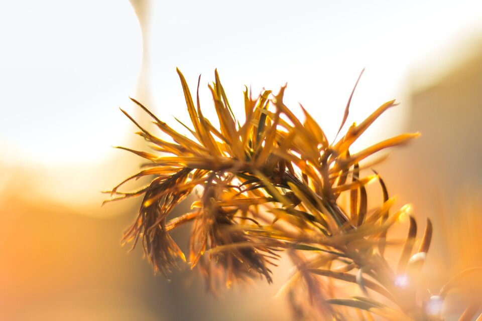 Free stock photo of blur, branch, close-up